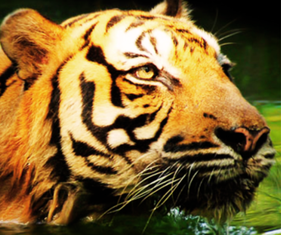 Malayan tiger at Zoo Negara Malaysia – direct official ticket purchase link via onlineticket.my for safe booking